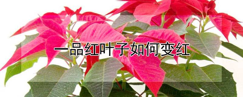 一品红叶子如何变红