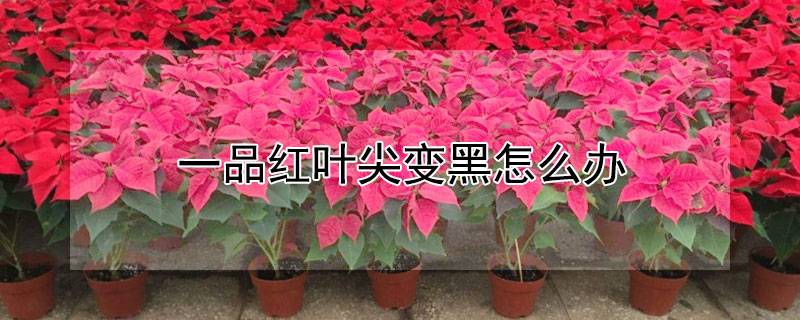 一品红叶尖变黑怎么办