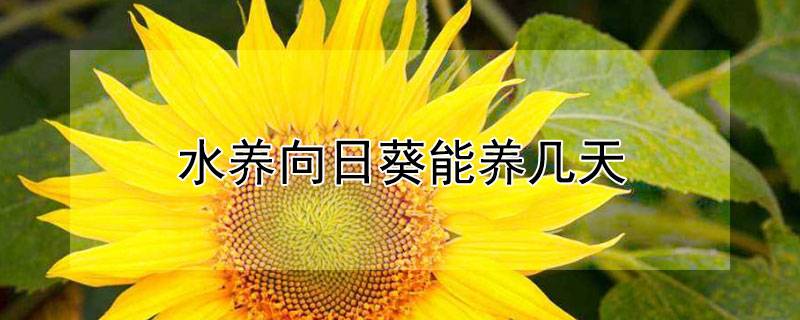 水养向日葵能养几天