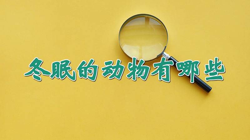 冬眠的动物有哪些