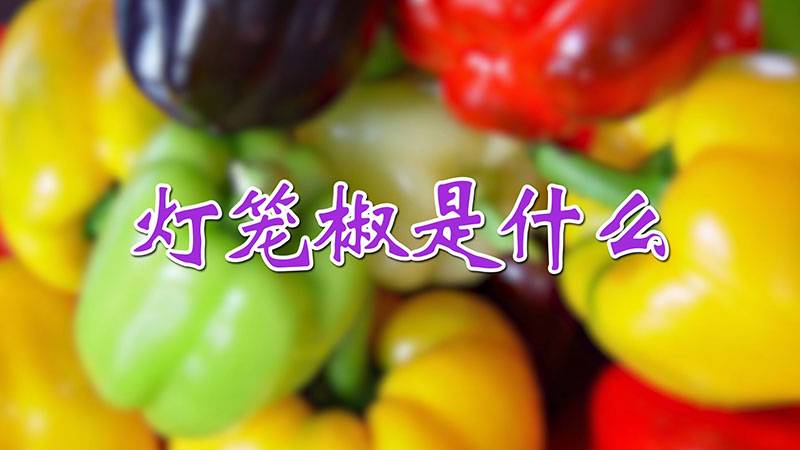 灯笼椒是什么