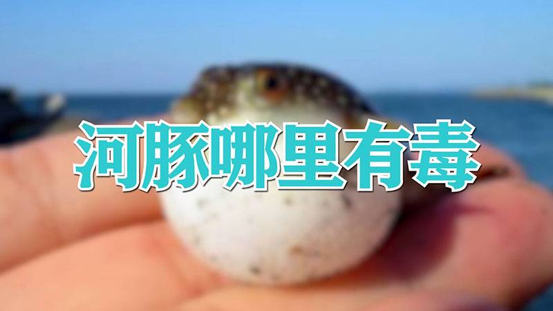河豚哪里有毒