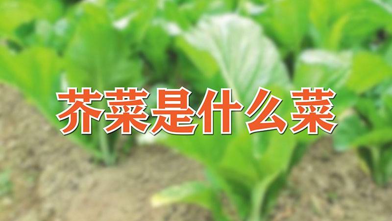 芥菜是什么菜