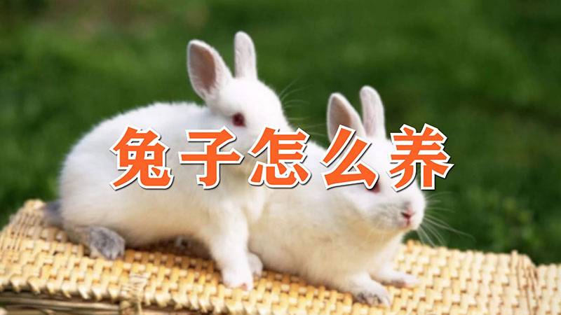 兔子怎么养