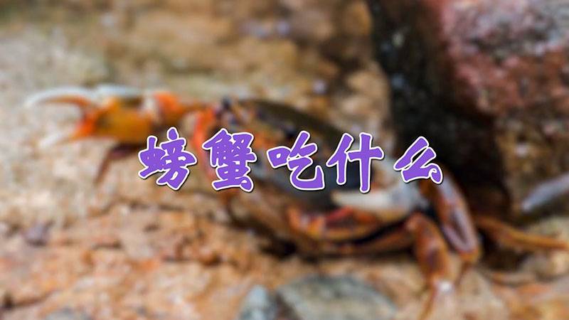 螃蟹吃什么