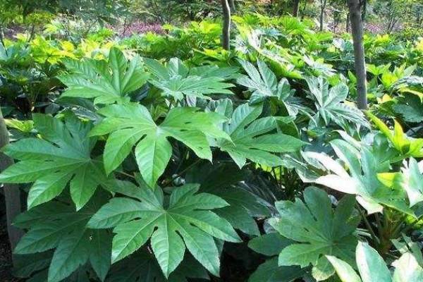 吸阴植物有那些