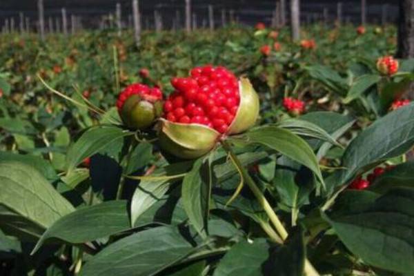 易枝花是什么品种