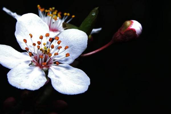 移栽梅花多久能生根