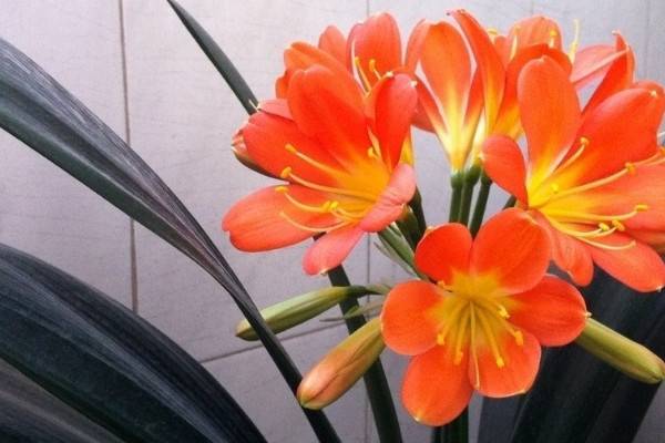 君子兰一叶苗如何浇水