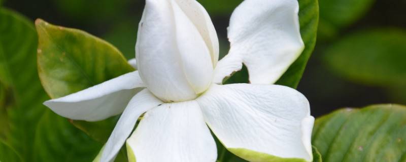 栀子花能水培吗