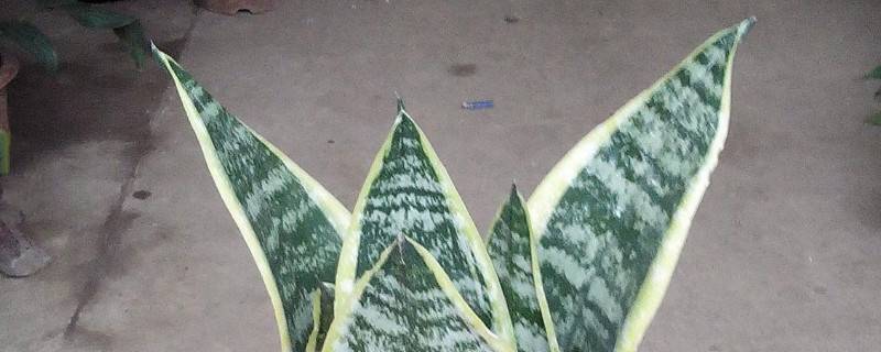 虎皮兰在北方怎样越冬