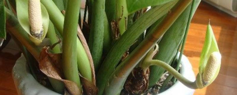 金钱树怎么养护