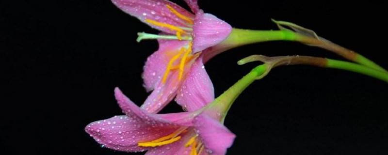 盆栽百合花好养吗