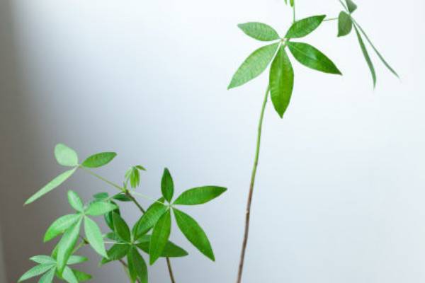 发财树新发的嫩芽下垂