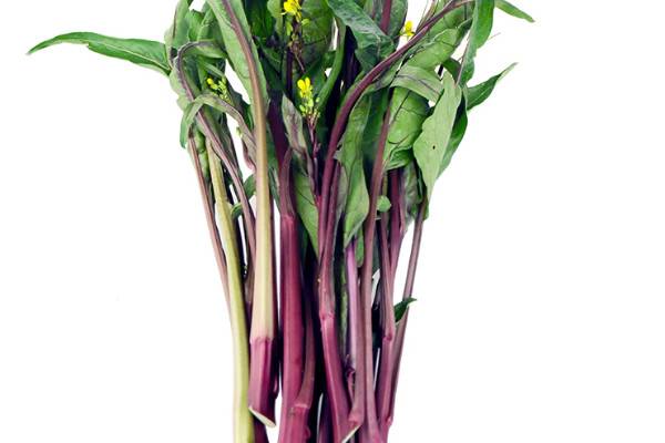 菜苔怎么摘