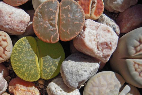 石生花怎么种植方法