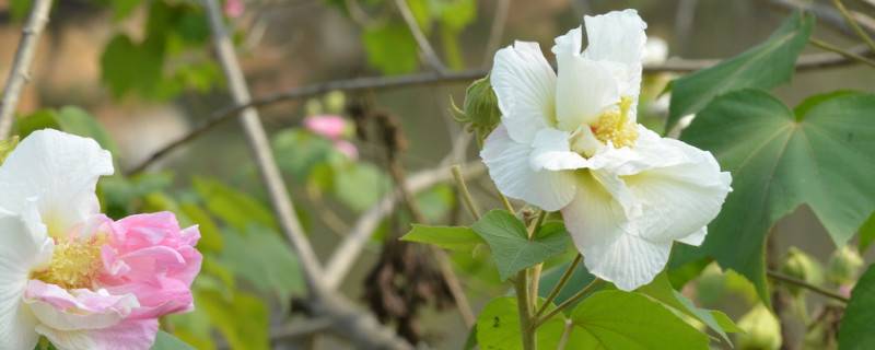 芙蓉花叶子长斑是怎么回事