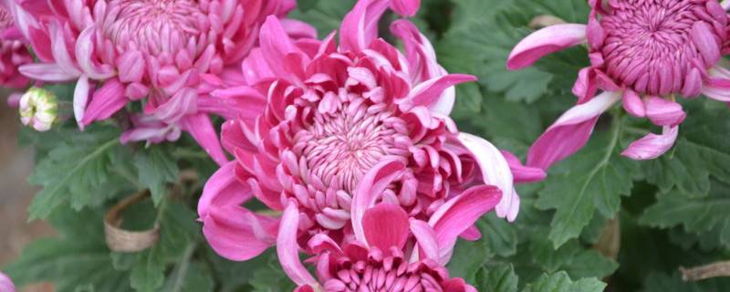菊花冬天可以放室外吗