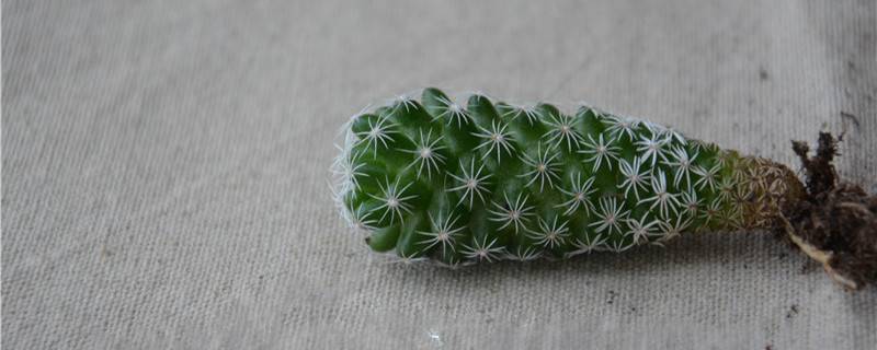 银手指多肉植物怎么养