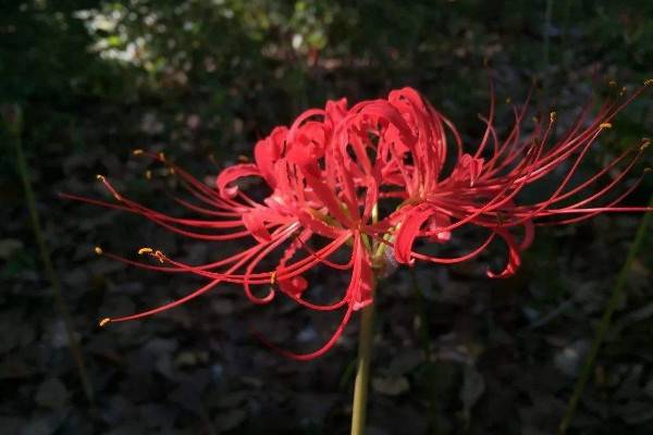 彼岸花水培养种植方法