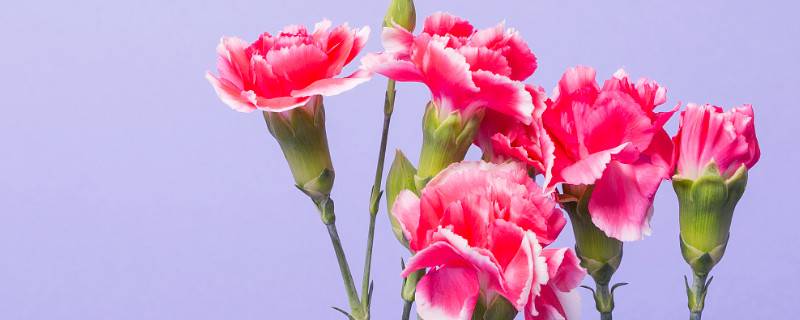 康乃馨怎么醒花
