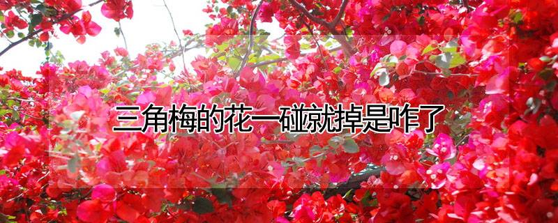 三角梅的花一碰就掉是咋了