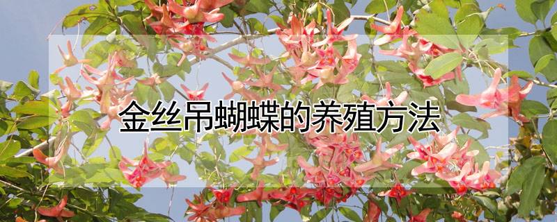金丝吊蝴蝶的养殖方法