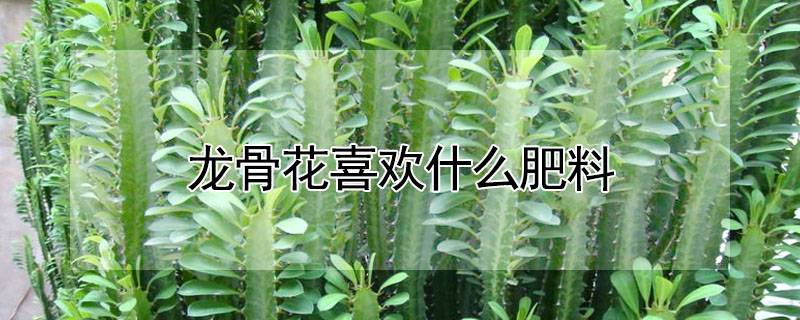 龙骨花喜欢什么肥料
