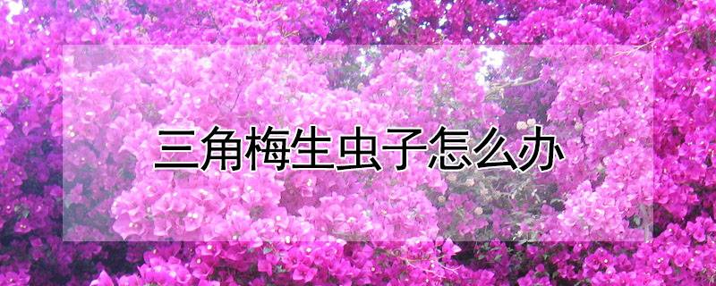 三角梅生虫子怎么办