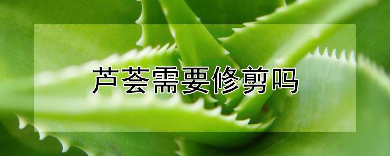 芦荟需要修剪吗