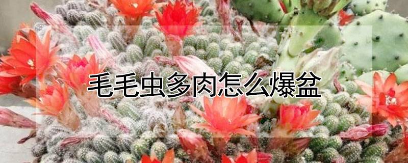 毛毛虫多肉怎么爆盆