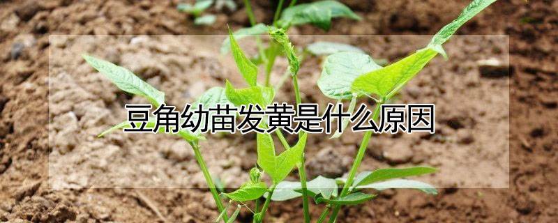 豆角幼苗发黄是什么原因
