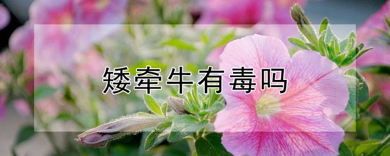 矮牵牛有毒吗