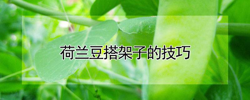 荷兰豆搭架子的技巧