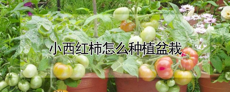 小西红柿怎么种植盆栽
