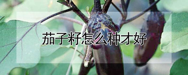 茄子籽怎么种才好