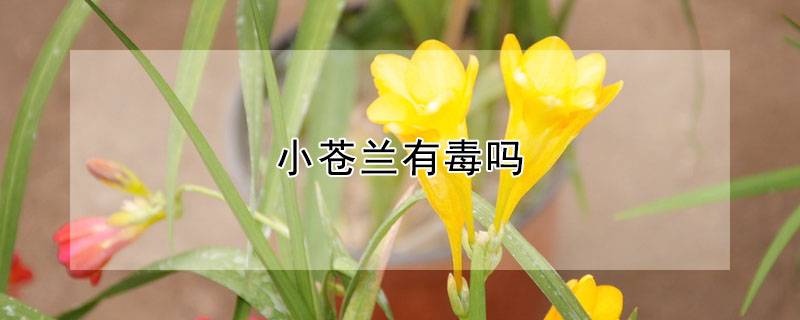 小苍兰有毒吗