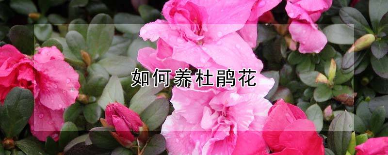 如何养杜鹃花