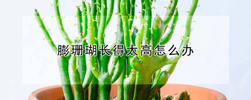 膨珊瑚长得太高怎么办