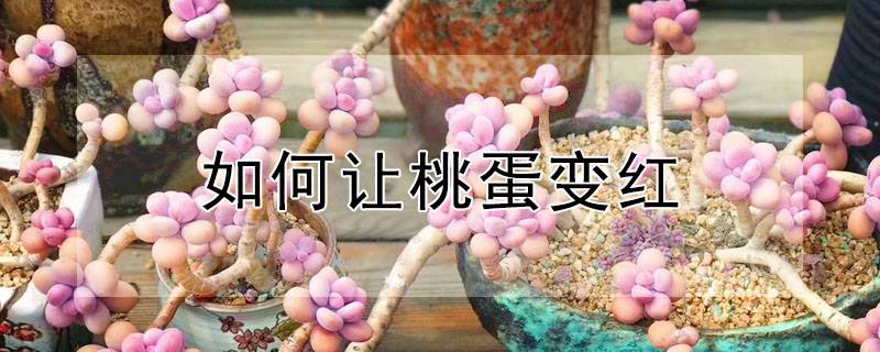 如何让桃蛋变红