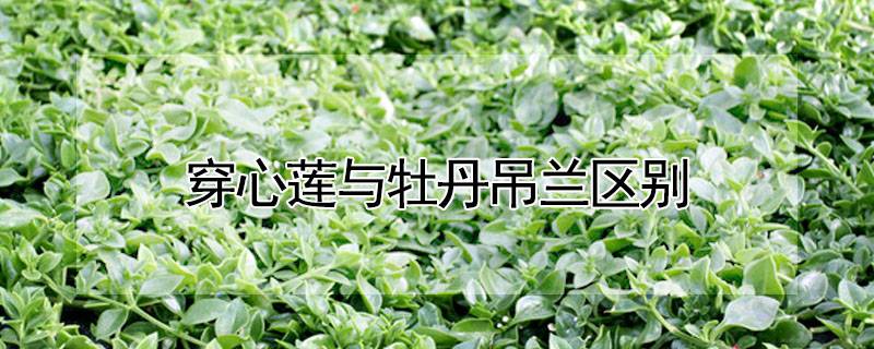 穿心莲与牡丹吊兰区别