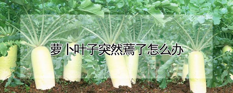 萝卜叶子突然蔫了怎么办