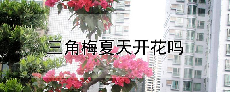 三角梅夏天开花吗