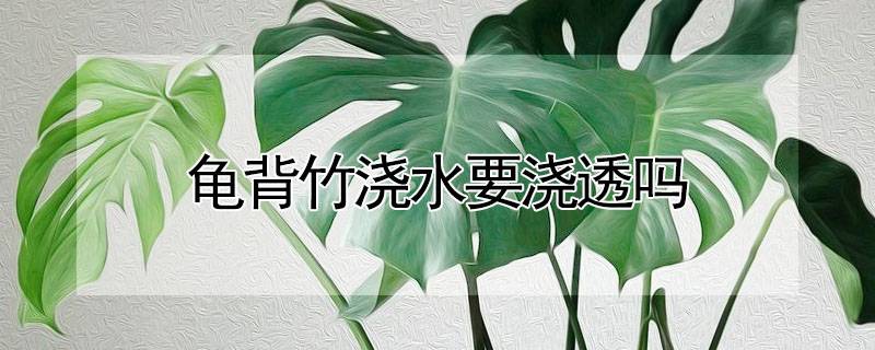 龟背竹浇水要浇透吗