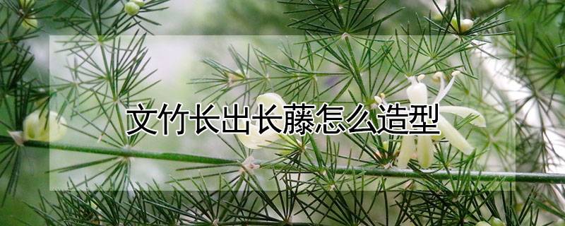 文竹长出长藤怎么造型