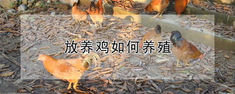 放养鸡如何养殖