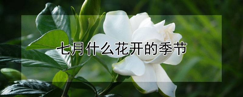 七月什么花开的季节