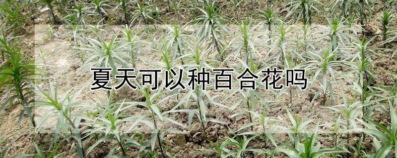 夏天可以种百合花吗