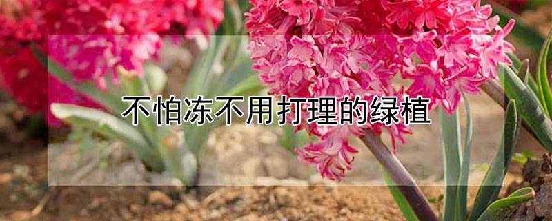 不怕冻不用打理的绿植