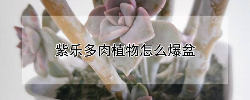 紫乐多肉植物怎么爆盆
